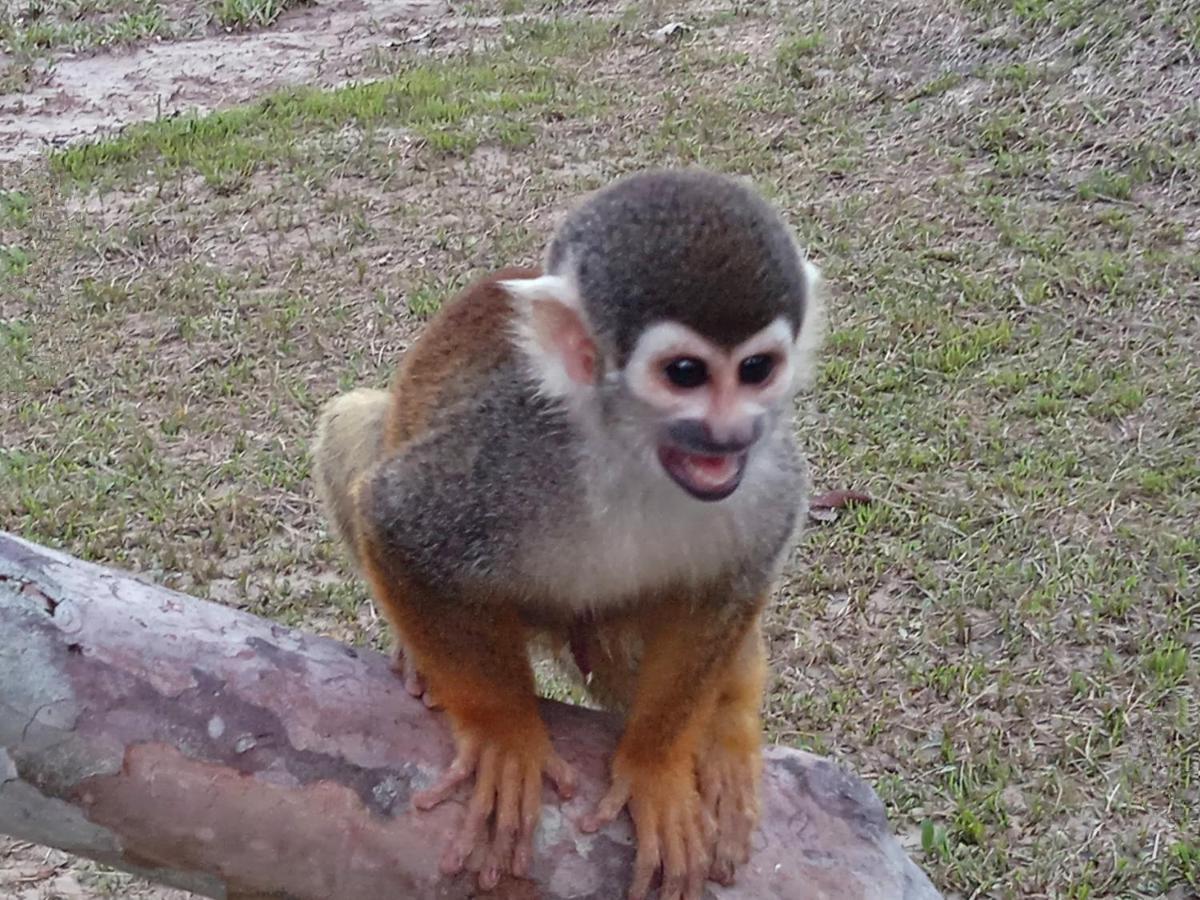 Hotel Karupa Amazonas Leticia Eksteriør billede